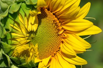 Akirevarga sunflower 9697806