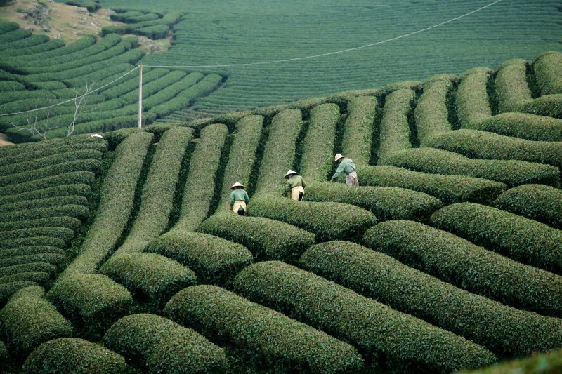 Xuanduongvan87 vietnam 6634082